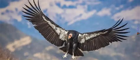 California Condor Conservation Status And Facts