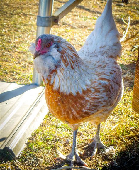 Easter Egger Pics Backyard Chickens Learn How To Raise Chickens