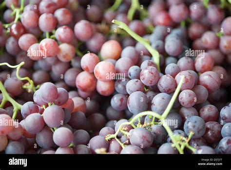 Grapes At Lo Valledor Central Wholesale Produce Market In Santiago