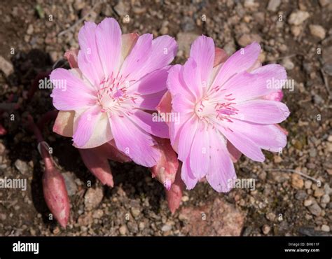 Bitterrootlewisia Rediviva In Bloom Montana State Flower Stock Photo