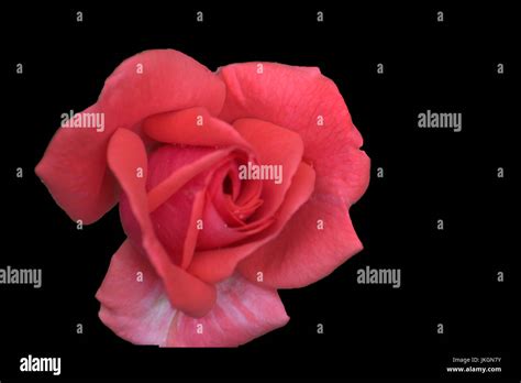 Pink rose isolated on a black background Stock Photo - Alamy