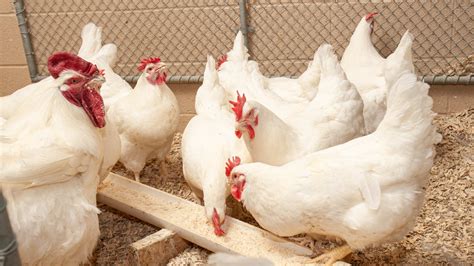 Highly Pathogenic Avian Influenza Detected In Kentucky Uk Specialists