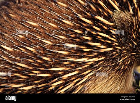 Close Up Of Short Beaked Echidna Tachyglossus Aculeatus Spines