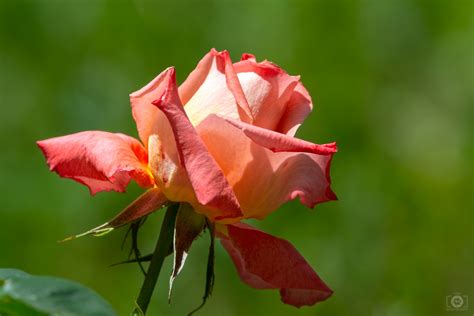 Best Rose Flower Wallpapers