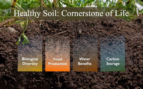 Microorganisms in Soil Health and Nutrient Cycling: A Microbiome Analysis