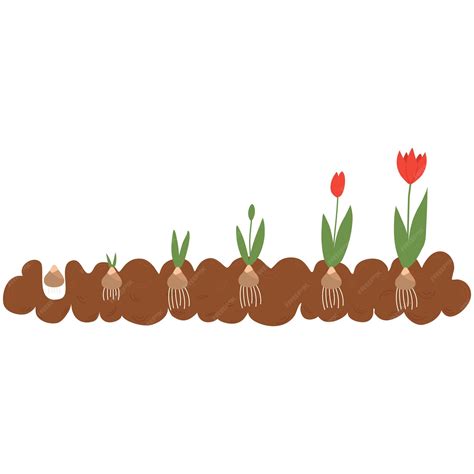 Premium Vector Stage Of Tulip Growthstages Of Growth From Bulb To