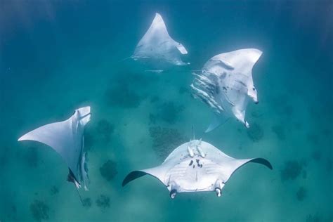 Mating Chain of Manta Rays on Ningaloo Reef