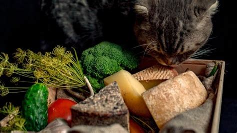 11 Amazing Homemade Cat Food Recipes That Will Delight Her