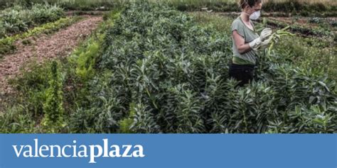 Agricultura Resuelve El Pago De Millones En Ayudas Al Sector