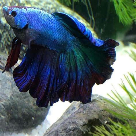 Betta Fish Popeye Early Signs Treatment And Care