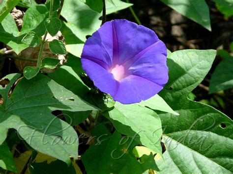 Ipomoea Indica Blue Dawn Flower