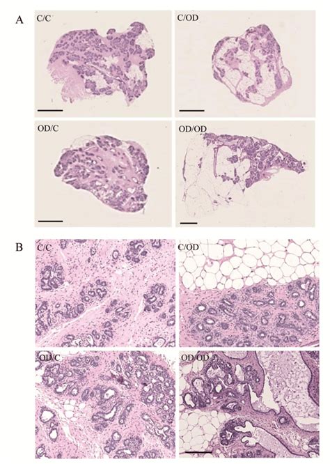 Histological Analyses Of Mammary Gland At Day 8 Of Pregnancy