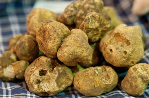 I PROFUMI E I SAPORI DELLA FIERA DEL TARTUFO BIANCO D ALBA MangiareBuono