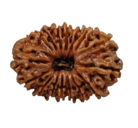 Deepmines Premium 16 Mukhi Rudraksha Nepal Solah Mukhi Rudraksh