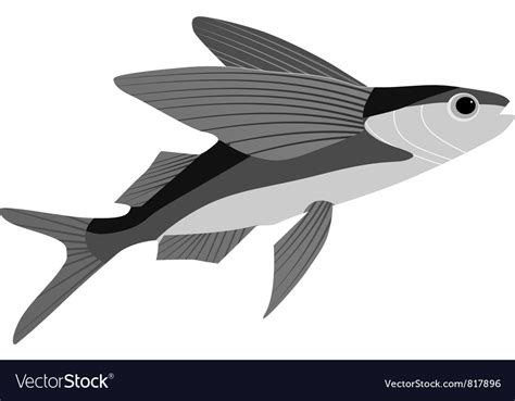 Flying fish Royalty Free Vector Image - VectorStock