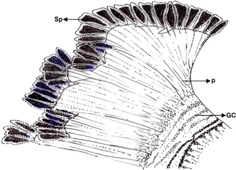 Spermatophores Of Hippidae Sexual Biology And Reproduction In Crustaceans