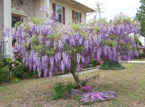 Glicina Mov Wisteria Floribunda