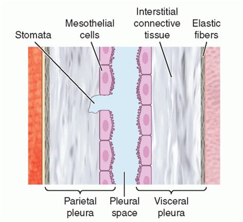 Parietal Pleura Histology