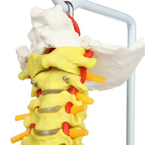 Life Size Premium Didactic Flexible Vertebral Column With Pelvic