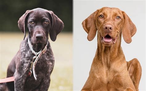 Gsp Vizsla Mix Pictures Care Guide Temperament And Traits Hepper