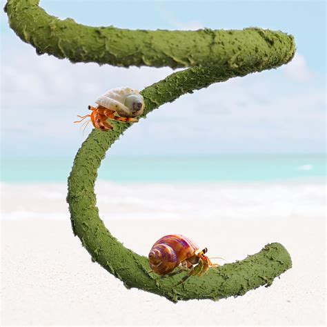 Amazon Cyg Cl Inche Hermit Crab Climbing Toys Bendable Hermit