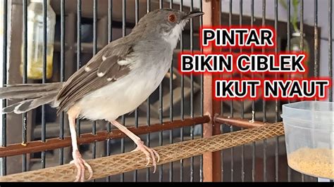 Ciblek Gacor Nembak Nembak BIKIN NYAUT Semua Ciblek YouTube