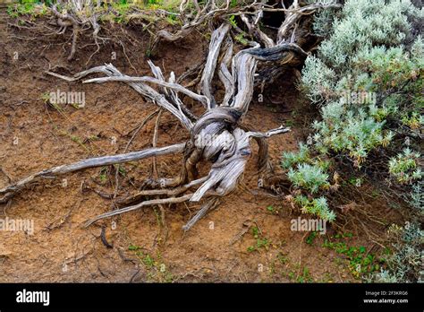 Australia Crooked Roots From Tree In Port Campbell National Park Stock