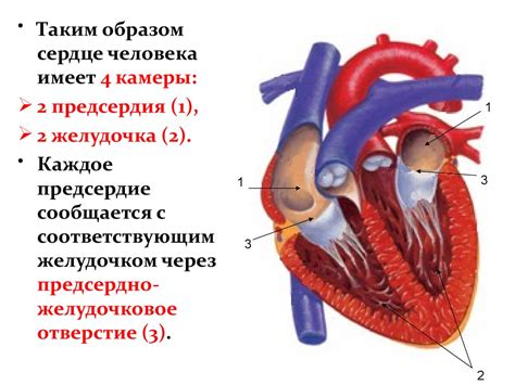 Анатомия сердца - презентация онлайн