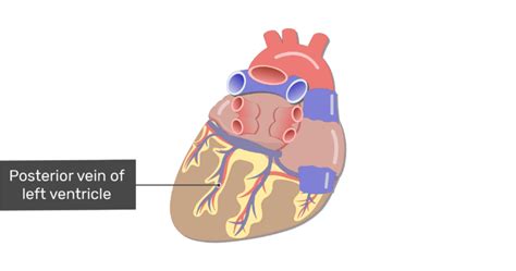 Coronary Veins Cardiac Veins Getbodysmart