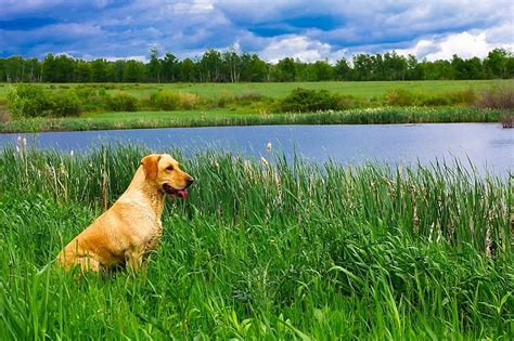 10 Best Dog Hunting Breeds: Hounds, Pointers, Retrievers & More!