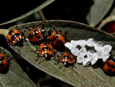 Predatory Stink Bugs Nymphs Project Noah