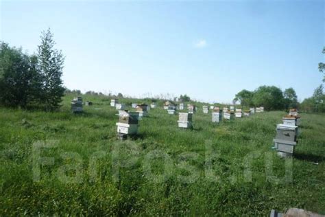 Пчелы пчелосемьи, в наличии. Цена: 800₽ в Хабаровске