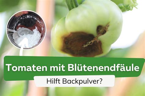 Bl Tenendf Ule An Tomaten Wie Hilft Backpulver