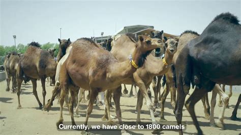 Camel Milk Farm Al Ain Farms Youtube