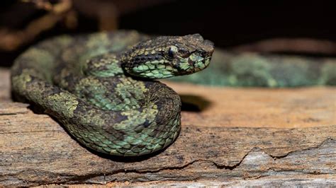 Malabarian Pit Viper Snakes Of Peninsular India · Biodiversity4all