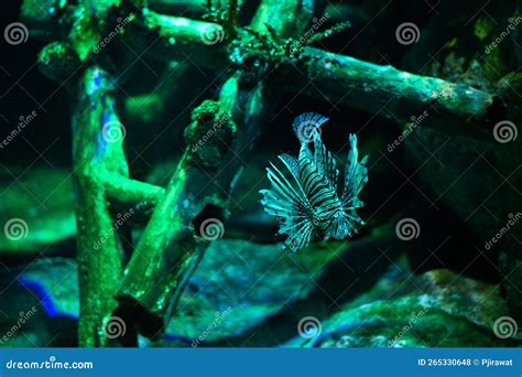 Underwater World Lionfish Fish In An Aquarium Stock Photo Image Of