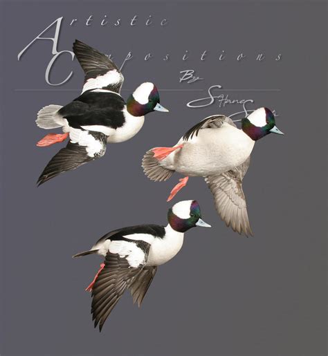 Bufflehead Mounts Waterfowl Taxidermy Upland Taxidermy