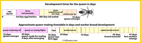 Queen Mating