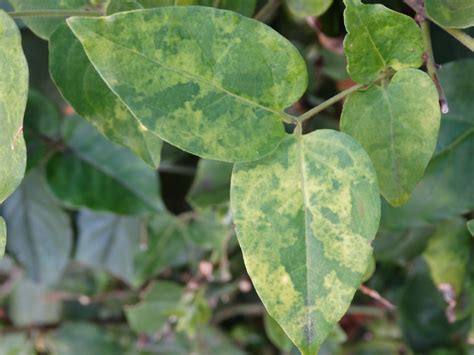 star jasmine jasminum multiflorum ringspot foliar mosa flickr