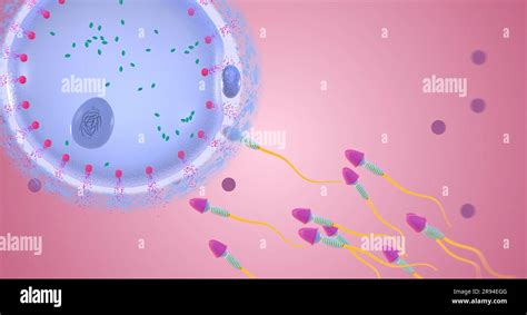 La Fertilizaci N Es La Uni N De Dos C Lulas Reproductivas Para Formar