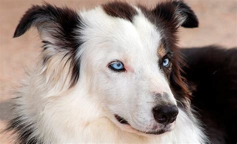 Aprenda Todo De C Mo Se Entrena A Un Border Collie