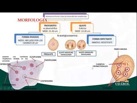 Parasitolog A C Amebiasis Youtube