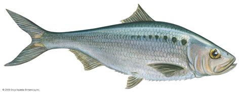 Shad | Migratory, Anadromous, Spawning | Britannica
