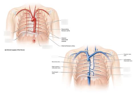 Arteries Veins Blood Supply Of Thorax Diagram Quizlet