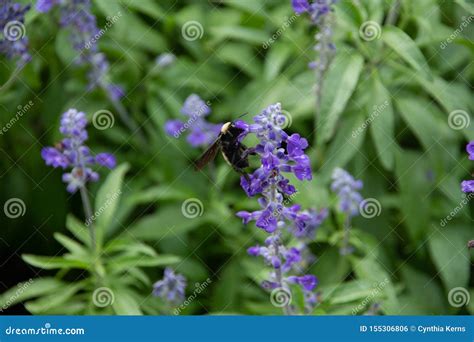 Bumblebee On A Purple Salvia Plant Stock Photo Image Of Outdoors