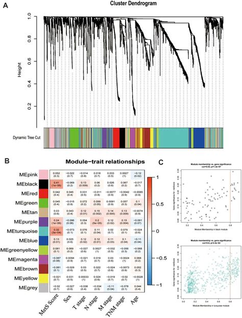 Weight Gene Co Expression Network Analysis Wgcna Identified Metabolic