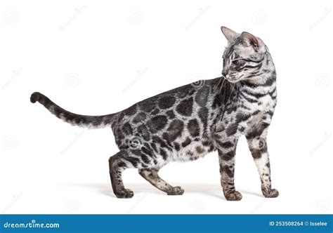 Silver Bengal Cat Walking Looking Back Isolated Stock Photo Image Of