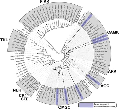 Full Article Parasite And Host Kinases As Targets For Antimalarials