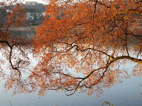 Kostenlose Foto Baum Wasser Natur Ast Bl Hen Himmel Blatt