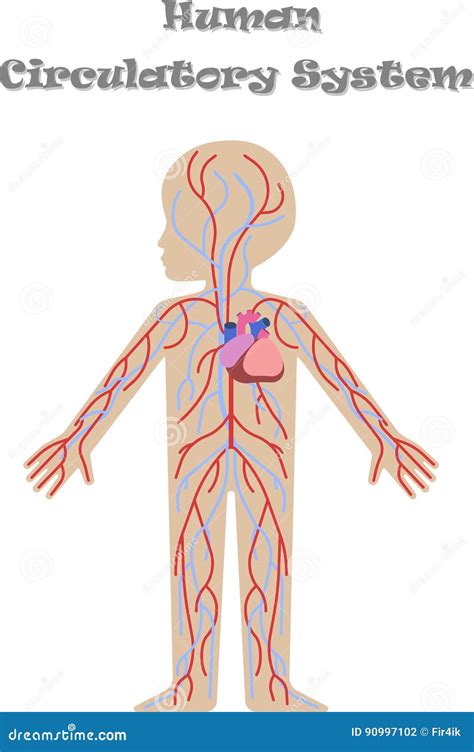 Circulatory System. Heart And Blood Vessels. Aorta And Artery Human ...